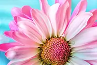 image-ecran-fleur