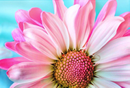image-ecran-fleur