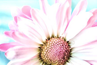 impression-photo-fleur-pale