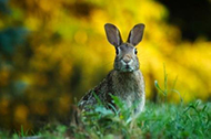 impression-photo-lapin